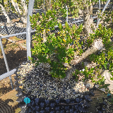 Troène de californie panaché doré (Ligustrum ovalifolium aureum)
