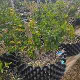 Troène de californie panaché doré (Ligustrum ovalifolium aureum)