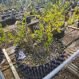 Troène de californie panaché doré (Ligustrum ovalifolium aureum)