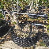 Troène de californie panaché doré (Ligustrum ovalifolium aureum)