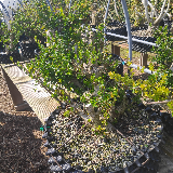 Troène de californie panaché doré (Ligustrum ovalifolium aureum)