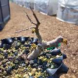Orme champêtre (Ulmus minor)