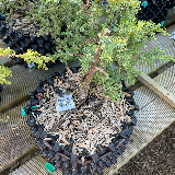Genévrier commun (Juniperus communis)
