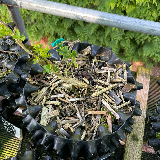 Buis commun (Buxus semperviens)