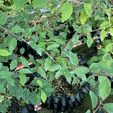 Prunellier (Prunus spinosa)