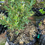 Buis commun (Buxus semperviens)