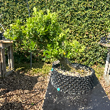 Fusain d'europe (Euonymus europaeus)