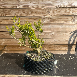 Buis commun (Buxus semperviens)