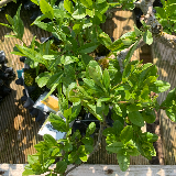 Troène de Californie (Ligustrum ovalifolium)