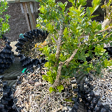 Buis commun (Buxus semperviens)