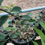 Pommier sauvage (Malus sylvestris)