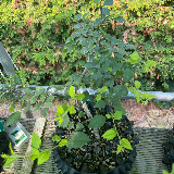 Prunellier (Prunus spinosa)