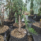If commun (Taxus baccata)
