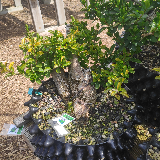 Troène de Californie (Ligustrum ovalifolium)