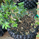 Buis commun (Buxus semperviens)