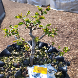 Orme champêtre (Ulmus minor)