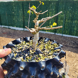 Orme champêtre (Ulmus minor)