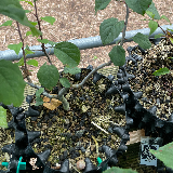 Pommier sauvage (Malus sylvestris)