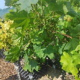 Érable plane (Acer platanoides)