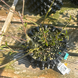 Cornouiller sanguin (Cornus sanguinea)