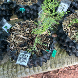 Genévrier de chine (Juniperus chinensis)