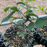 Pommier sauvage (Malus sylvestris)