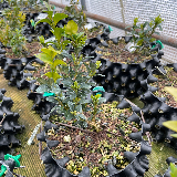 Buis commun (Buxus semperviens)