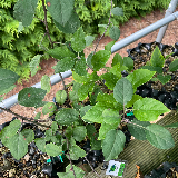 Pommier sauvage (Malus sylvestris)