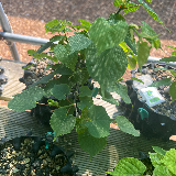 Tilleul commun (Tilia X vulgaris)
