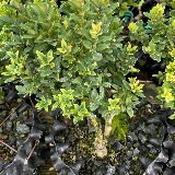Buis commun (Buxus semperviens)