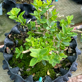 Buis commun (Buxus semperviens)