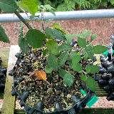 Pommier sauvage (Malus sylvestris)