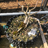 Érable plane (Acer platanoides)