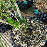 Buis commun (Buxus semperviens)