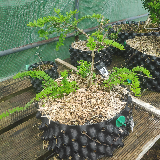 Chèvrefeuille arbustif (Lonicera nitida)