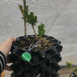 Buis commun (Buxus semperviens)