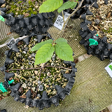 Charmes commun (Carpinus betulus)
