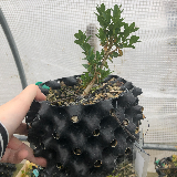 Buis commun (Buxus semperviens)