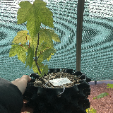 Érable sycomore (Acer pseudoplatanus)