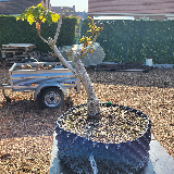 Maronnier d'inde (Aesculus hippocastanum)