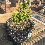 Chèvrefeuille arbustif (Lonicera nitida)