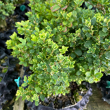 Buis commun (Buxus semperviens)