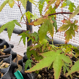 Érable palmé (Acer palmatum)