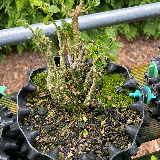 Buis commun (Buxus semperviens)