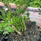 Buis commun (Buxus semperviens)