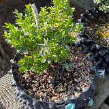 Buis commun (Buxus semperviens)
