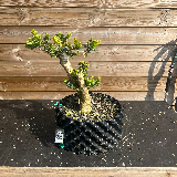 Buis commun (Buxus semperviens)
