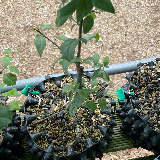 Pommier sauvage (Malus sylvestris)