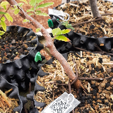 Hêtre commun (Fagus sylvatica)