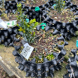 Buis commun (Buxus semperviens)